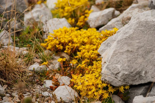 Sarı Renkli Sonbahar Çiçeklerine Yakın Ormanda Büyük Taşlar Var Stok Resim