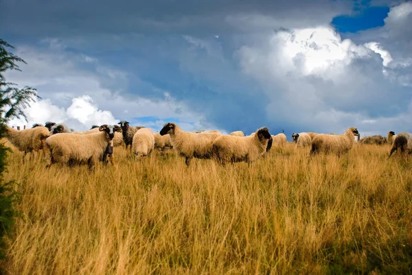 Çiftlik Otlaklarında Otlayan Koyun Sürüsü Tanzanya - Stok İmaj