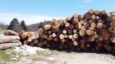 Ormanda odun yığını.