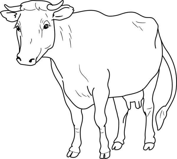 Vaca Colorir Contorno Sobre Fundo Branco — Fotografia de Stock