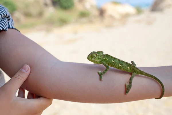 Chameleon on hand — Stock Photo, Image