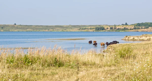 Vacas en el agua — Foto de Stock