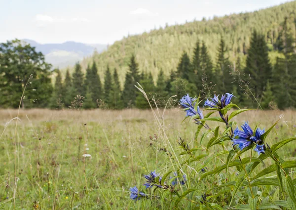 Campanas azules — Foto de Stock