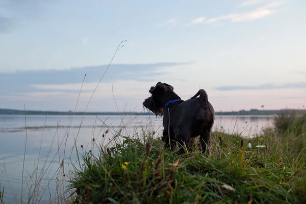 Hund bei Sonnenuntergang — Stockfoto