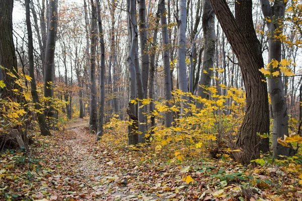 The autumn path — Stock Photo, Image