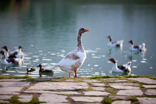 Gansos y patos en el lago — Foto de Stock