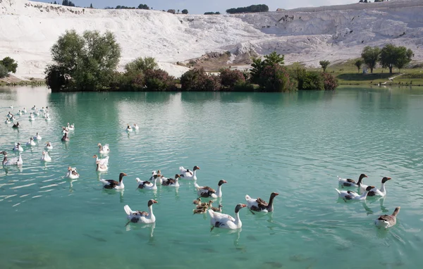 Lake in Pamukkale, Turkije — Stockfoto