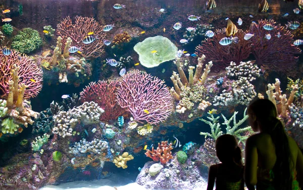 Aquarium Stockbild