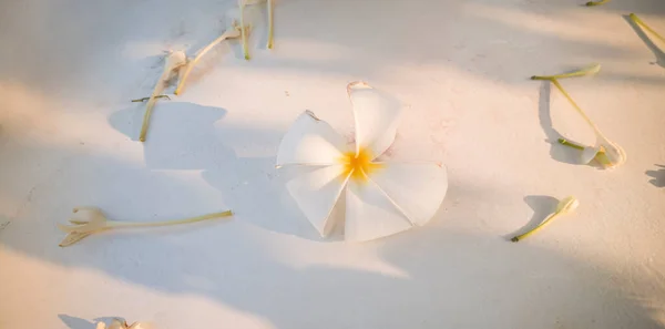 plumeria flowers fall on white cement floor with copy space test
