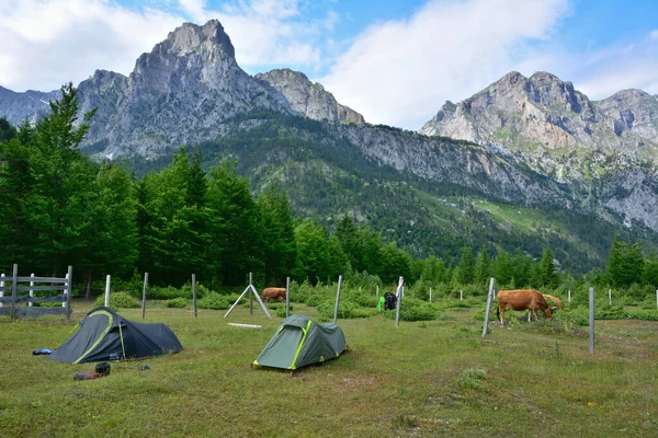 The Accursed Mountains in Albania visible from Valbone Valley. Green forest growing in the valley. Tents on a camping. Cows on the meadow.