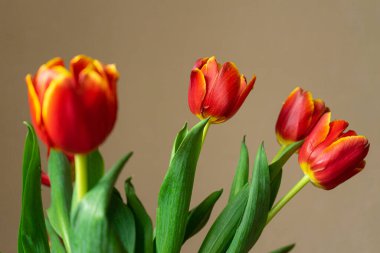 Kırmızı laleler. Çiçek buketi