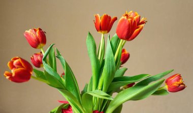 Bej arka planda yeşil saplı bir buket kırmızı lale. Çiçek buketi