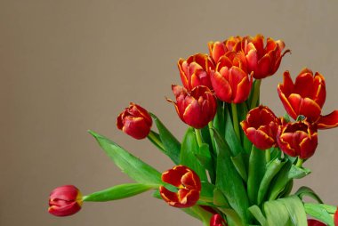 Kırmızı saten kurdeleyle bağlanmış yeşil saplı bir buket kırmızı lale. Bej arka planda çiçek buketi