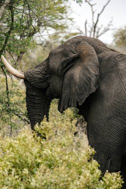 Çalıların arasında duran bir fil. Doğal ortamında vahşi bir hayvan. Doğayı koruma ve safari turizmi için Afrika vahşi yaşam fotoğrafçılığı.