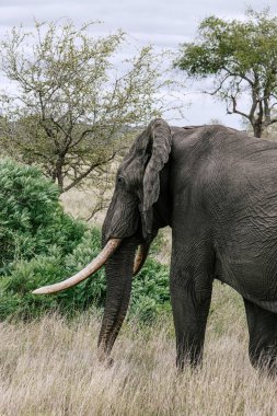 Afrika savanasında çim yiyen uzun dişli bir fil. Vahşi yaşamı koruma ve doğal ortamında görkemli bir hayvan..