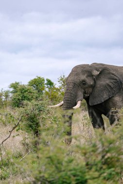 Çalıların arasında duran bir fil. Doğal ortamında vahşi bir hayvan. Doğayı koruma ve safari turizmi için Afrika vahşi yaşam fotoğrafçılığı.