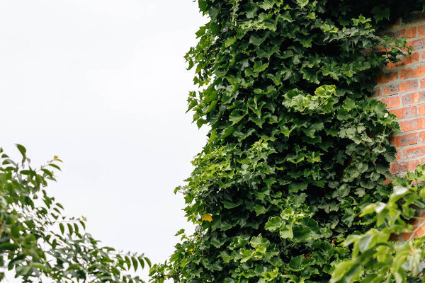 Fragment of brick building is enveloped by a dense layer of verdant ivy. lush foliage of plant ascends the wall and cascades over the edge of concrete ledge. nature reclaiming an urban environment