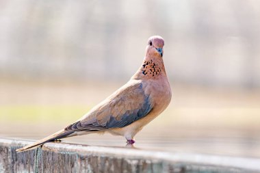 Kahverengi güvercin beton bariyerin üzerine tünemiş. Doğa meraklısı ve hayvan sever kuşlar için yakın çekim..