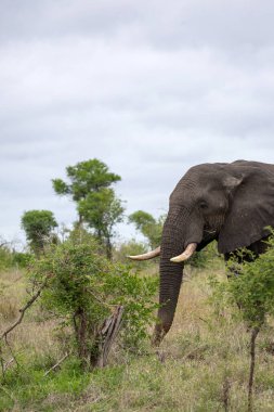Fil doğal habitatta yürüyor, vahşi hayatı koruma ve Afrika safari turizminin güzelliğini somutlaştırıyor.