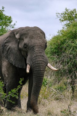 Doğal bir koruma alanındaki fil. Safari yolculuğu. Afrika savanasında yürüyen vahşi bir hayvan. safari turizmi