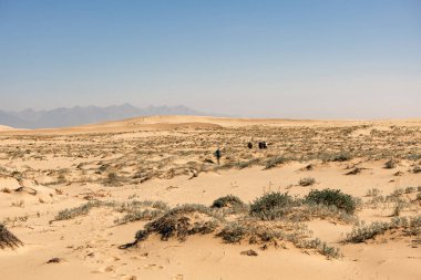 Kum tepeleri ve seyrek bitki örtüsüyle geniş bir çöl manzarası, berrak bir gökyüzünün altında, uçsuz bucaksız vahşi doğa ve uzak yolculuk maceralarını gösteriyor..