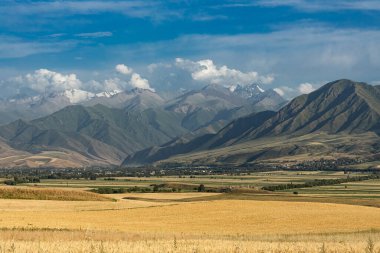 Dağ vadisindeki altın buğday tarlası. Mavi gökyüzünün altında. Karlı zirveleri var. Doğa reklamları için tarım manzarası.