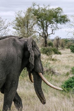Fil savana doğru yürür. Savana, Güney Afrika 'da, Kruger Ulusal Parkı' nda. Hayvanlar doğal yaşam alanı, vahşi yaşam, vahşi doğa.