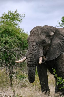 Büyük dişleri olan Afrika fili savanada yürüyor. Vahşi yaşam safari deneyimi ve koruma konsepti. Vahşi yaşam alanındaki doğa hayvanı.