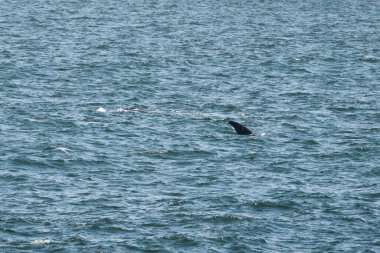 Okyanus yüzeyinin biraz üstünde dalgalanan suyla görülebilen balina yüzgeci. Doğa koruma için deniz yaban hayatı ve okyanus keşfi içeriği.