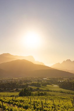 Gün batımında dağları olan üzüm bağı manzarası. Bağcılık ve şarap tatmak için güzel bir seyahat yeri. Doğa manzara arkaplanı.