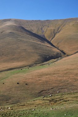 Manzaralı dağ otlaklarında otlayan ineklerle dolu kırsal bir arazi. Doğada tarım, çiftlik hayvancılığı için sakin bir açık hava ortamı.