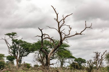 Yeşil yapraklarla çevrili, bulutlu bir gökyüzüne uzanan kalın dalları olan ölü bir ağaç. İklim değişikliğini ve kurak mevsimi gösteren doğa manzarası.