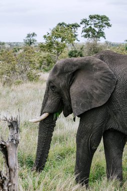 Doğal bir koruma alanındaki fil. Vahşi hayvan, koruma ve turizm için Afrika safarisinde huzur içinde yürüyor. Safari seyahat yolculuğu.