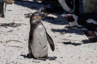 Afrikalı penguen kumlu sahilde duruyor, sağa bakıyor. Doğa ve hayvan kavramları için vahşi yaşam fotoğrafçılığı.