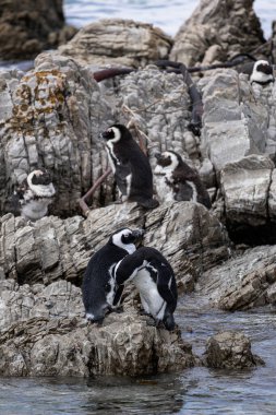 Gözlüklü penguenler kayalık sahilde toplandı, bazıları dışarı baktı ve bir çifti suyun yakınında, doğal yaşam alanında etkileşime geçti..