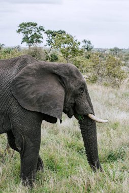 Ağzında ot olan Afrika fili. Kruger Ulusal Parkı 'nda Safari, Güney Afrika savanası