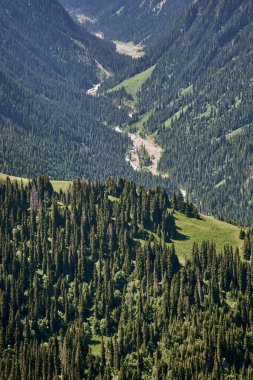 Yoğun ladin ormanı ve dolambaçlı doğa ve seyahat konsepti olan yemyeşil bir dağ vadisinin havadan görünüşü..