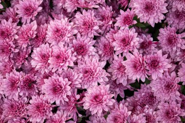 Birçok pembe kasımpatı çiçekleri çerçeveyi doldurarak güzel bir çiçek arkaplanı oluşturuyor. Dekoratif tasarım konsepti için sonbahar çiçeği bahçesi.