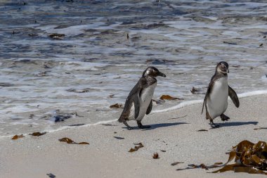 Okyanus dalgaları yavaşça kıyıya vururken kumlu bir sahilde yürüyen iki Afrika pengueni. Vahşi yaşamı koruma ve doğal yaşam alanı kavramı.