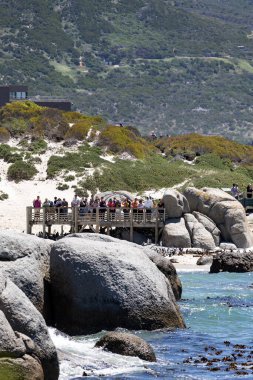 Tahta kaldırımda gezen turistler Boulders Sahili 'nde gözlüklü Afrika penguenlerini izliyorlar. Vahşi yaşam turizmi ve doğa koruma kavramı.