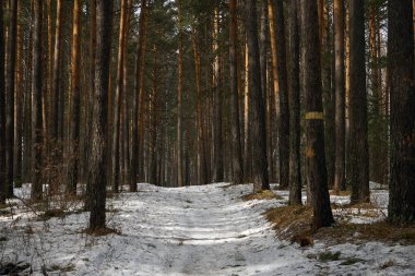 Uzun çam ağaçlarının arasından geçen kış ormanı yolu. Karla kaplı doğa manzarası. Açık hava yürüyüşü ve mevsimlik arka plan için sakin bir sahne.