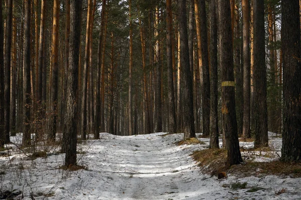 Uzun çam ağaçlarının arasından geçen kış ormanı yolu. Karla kaplı doğa manzarası. Açık hava yürüyüşü ve mevsimlik arka plan için sakin bir sahne.