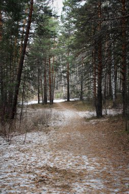 Karlı bir çam ormanında yol. Sonsuza dek yeşil ağaçlar, hafif rüzgarlar, doğal güzellik ve soğuk hava kavramı olan kış manzarası..