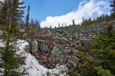 Yeşil ağaçları ve küçük kar parçalarıyla kayalık dağ. Mavi gökyüzü olan orman manzarası. Seyahat afişi için açık hava.