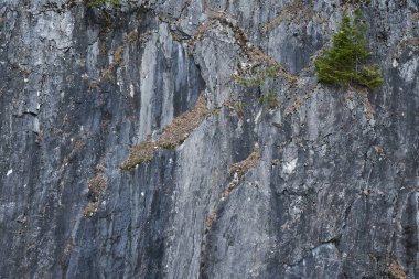 Çatlakları ve küçük yeşil ağaçları olan yıpranmış bir kayanın yakın çekimi. Tasarım malzemesi için doğal arka plan dokusu. Açık hava dağ manzarası.
