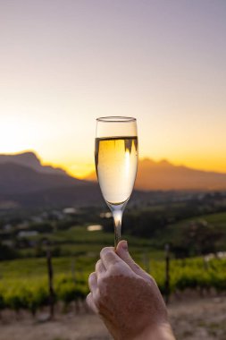 Gün batımında üzüm bağı manzaralı bir bardak köpüklü şarap tutan beyaz bir kadın. Kutlama ve tost konsepti.