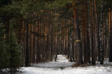 Uzun çam ağaçlarının arasından geçen karlı orman yolu. Açık hava ve seyahat konsepti için kış manzarası ve dingin doğa.