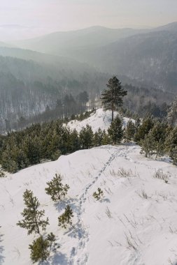 Kardaki ayak izleri, aşağısı geniş bir ovayla kaplı bir tepedeki kış ormanına doğru gidiyor. Soğuk hava ve doğa manzarası.