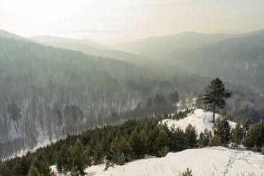 Sibirya Taiga Ormanı kışın sisli dağ manzarası. Doğa yolculuğu için ağaçları ve tepeleri kaplayan kar manzarası.