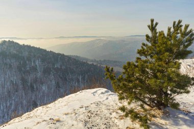 Sibirya Taiga Dağ Ormanı Vadisi 'nin temiz manzarası. Karlı dağın tepesinde çam ağacı. Doğa ve seyahat konsepti için kış manzarası.